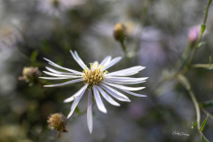 GG-Herbstliche-Bluete