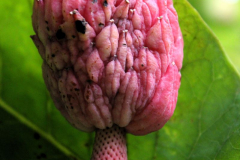 SK-grossblaettrige-Magnolie