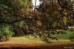 UD-Baum