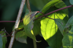 UD-Blatt