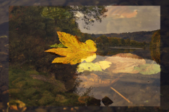 A2-Das-goldene-Blatt-Anita-Holtappels