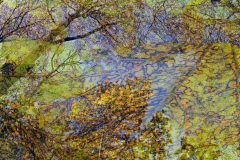 A2-Gemustertes-Blatt-als-Hintergrund-Anita-Holtappels