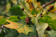 A2-Herbstfarben-Anita-Holtappels