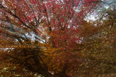 AE-Defokus-Baum-am-Bach-vk-DSCF4580