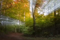 AE-Defokus-Herbstwald-Lingese-4x-vk-DSCF4471