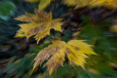 GG-Ahornblaetter-in-Herbstfarben-gezoomt