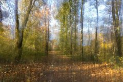 GG-Im-Herbstwald-Kamerabewegung-senkrecht