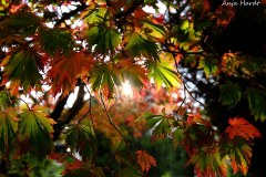 Herbst-1-Anja