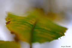 Herbst-2-Anja