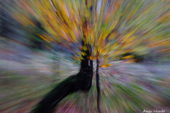 Herbst-3-Anja