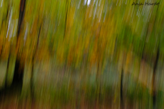 Herbst-4-Anja