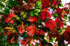 Herbst-5-Anja