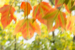 PA075794-Herbstlaub