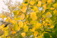 PA186068-Herbstlaub