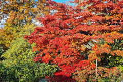 SK-Herbstlaub