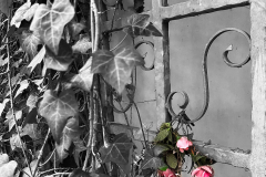 AE-Efeu-Blumen-am-Tor-vk-x-IMG_7156