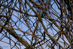 AH-4.verschlungener-Draht-und-Pflanzen