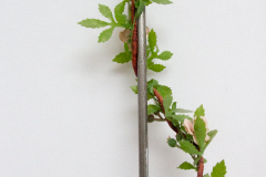 BL-umschlungen