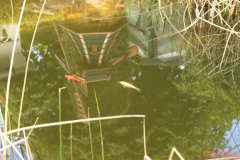 UD-Fische