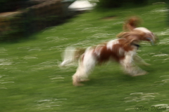UD-Hund
