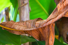 AE-Zahn-der-Zeit-Blatt-einer-Bananenstaude-x-vk-DSCF2579