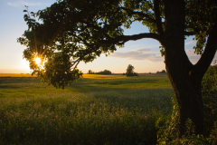 Abendsonne-Daenemark