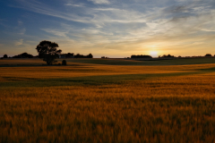 Felder-in-der-Abendsonne-DK
