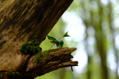 1_Pflaenzchen-auf-einem-Baum