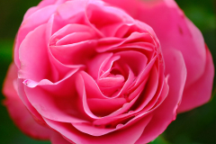 1_Rose