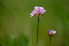 1_Salzwiesen-Blume-Kopie