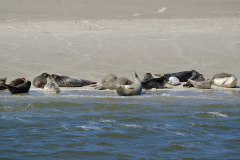 1_Seeloewen-auf-Sandbank