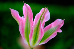 1_Tulpe