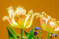 Tulpen-kl-4997