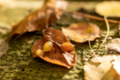 Buchenblatt-mit-Galle-der-Buchgallenmuecke