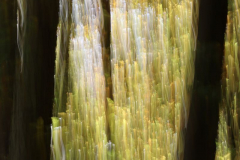 CB_ICM