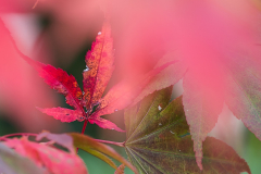 CF-Ahornblatt-Herbststimmung-vk-DSCF6832