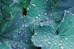 CF-Herbstblaetter-im-Regen-xxxx-vk-DSCF6887