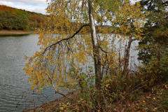 Der-Baum-AHo