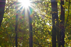 Herbst_8608