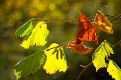 Herbst_8620