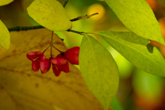 Herbst_8632