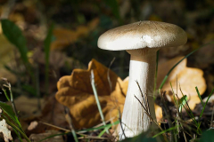 Herbst_8663