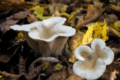 Herbst_8674