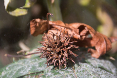 Herbstfrucht