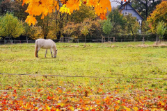 Herbstleuchten
