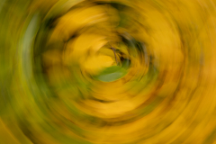 ICM