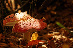 Im-Laub-entdeckt-AHo