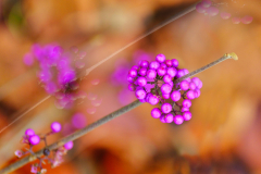 Liebesperlenstrauch-DB-vk-DSCF6764