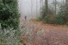 Nebel