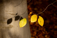 Schatten